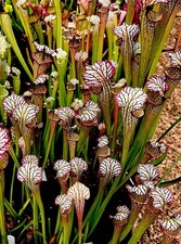 Sarracenia x Moorei Lynda Butt