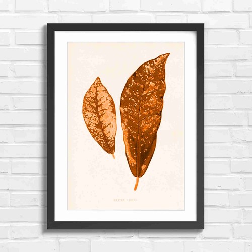 Vintage croton leaves - croton,