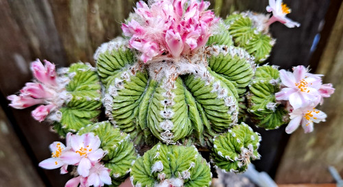 Astrophytum rare form - form, **