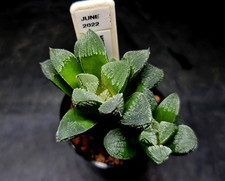 Haworthia Venusta x Mordor