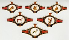 IBIZAN HOUND 1980'S  DOG