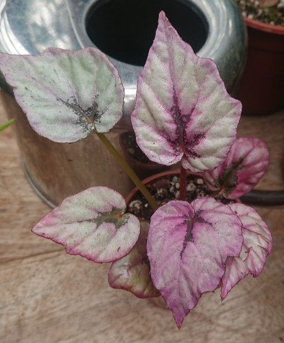 Begonia inca flame - inca, colourful