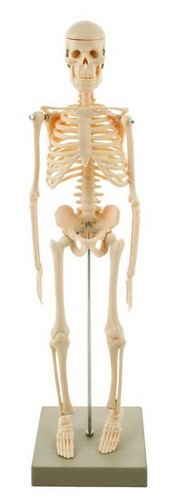 Miniature human skeleton - miniature,