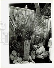 1984 Press Photo View of yucca plants - lra031440