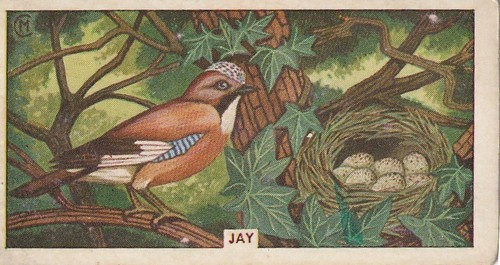 Sunlight soap trading card - soap,