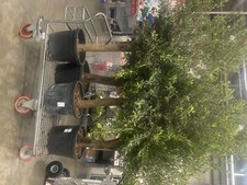 Aged multi stem olive tree