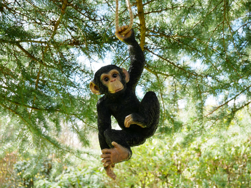 Climbing chimp monkey tree - chimp,