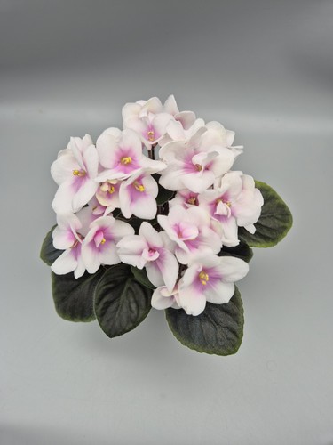 Miniature variety saintpaulia - variety,