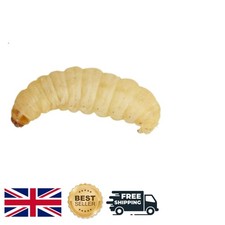 Live Waxworms 50 Pack -  Pet