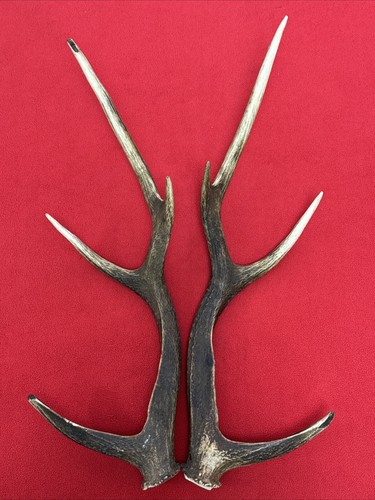 Pair sika deer antlers - of,