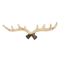 Vintage Deer Antlers Wall