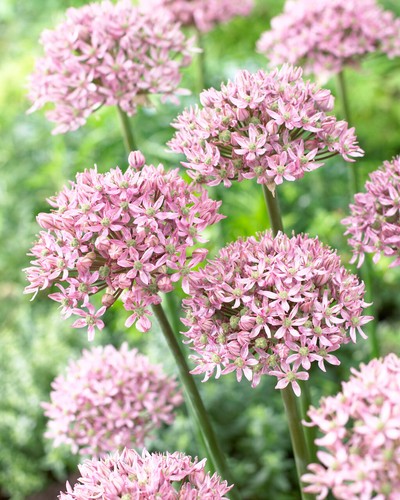 Allium pink jewel flower - jewel, bulbs