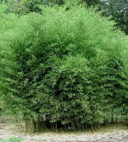 David bisset bamboo - bisset,