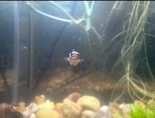 Baby betta veiltail hmpk - baby, x