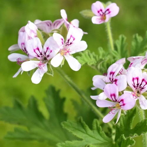 Lemon scented geranium - lemon, in
