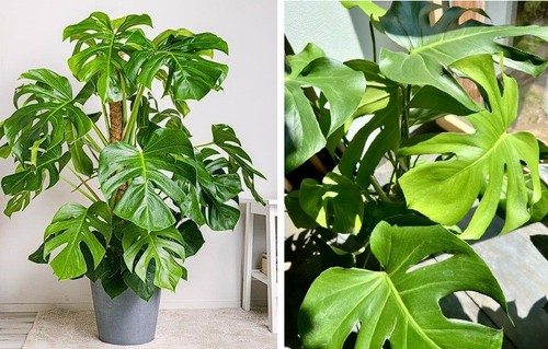 Monstera deliciosa swiss - deliciosa, |