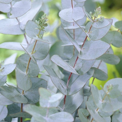Eucalyptus gunnii fast grow - gunnii,