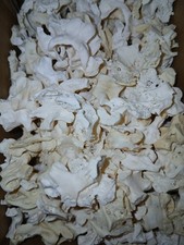 Genuine domestic rabbit craft