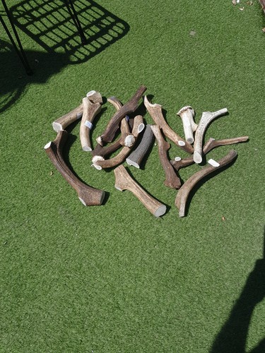 Antler dog chews - antler,
