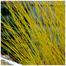 5 Green Dogwood 2-3ft Hedging