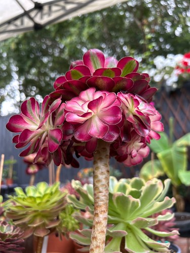 Unrooted cutting from - , this