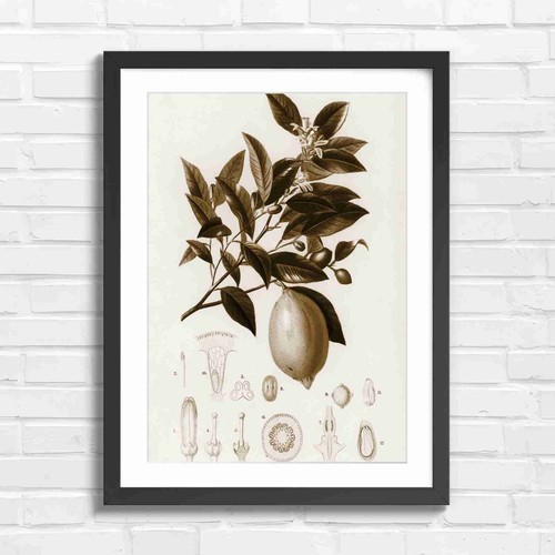 Vintage lemon botanical - vintage,