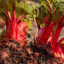 2 x Rhubarb Crowns Prince