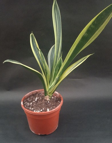 Sansevieria gold flame - gold,