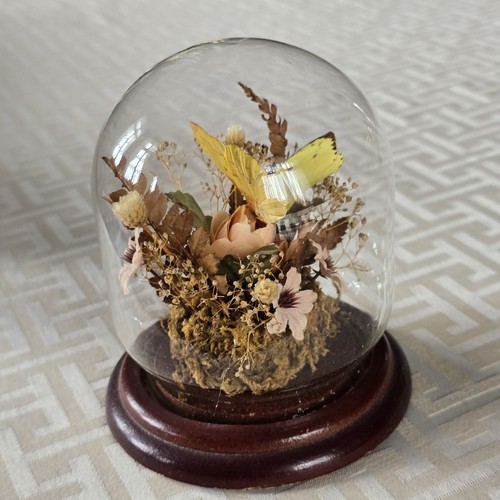 Vintage butterfly taxidermy - butterfly,