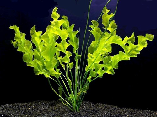 Aponogeton ulvaceus bulb - ulvaceus,