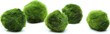 5 Marimo Moss Balls, Always Fresh Live Aquarium Plant, Cladophora Aegagropila