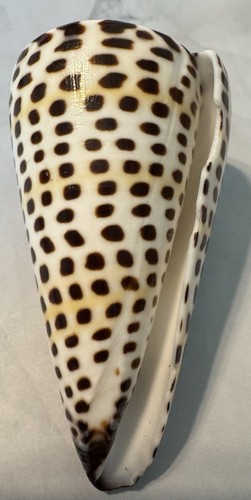 Beautiful lettered cone - beautiful,