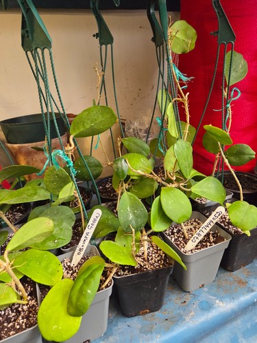Hoya obovata green large - ,