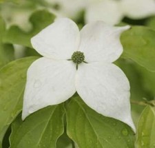 Japanese Flower Dogwood Teutonia 100-125cm - Cornus kousa