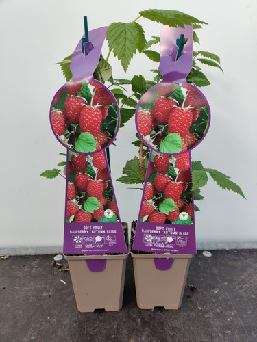 2xsoft fruit raspberry - 2xsoft,