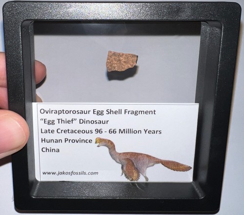 Framed oviraptor type - framed,