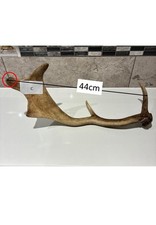 Fallow Deer Antler