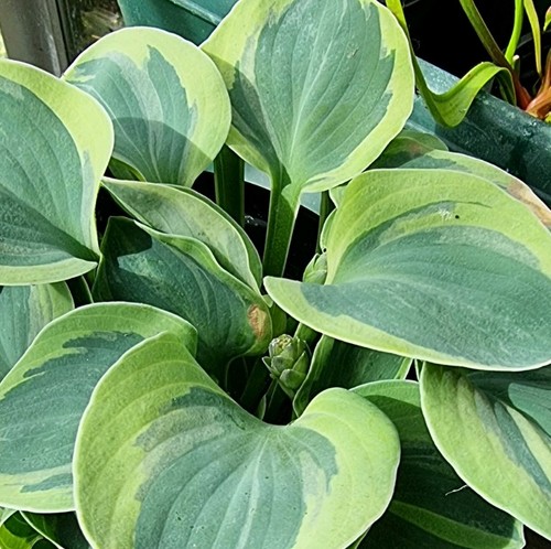 Minature hostas frosted - hostas,