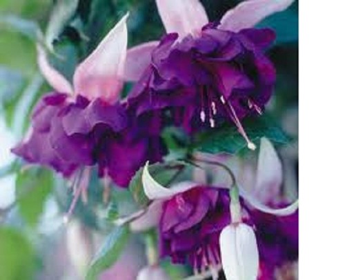 Fuchsia deep purple plug - x,