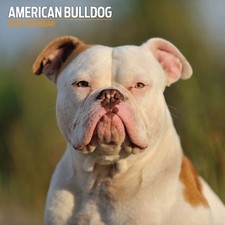 American Bulldog 2026 Traditional Calendar