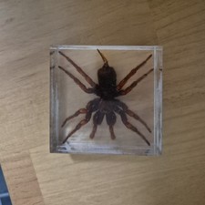 Large Real Tarantula Preserved