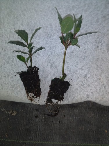 Laurus nobilis bay leaf - -,