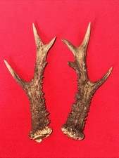 PAIR OF ROE DEER ANTLERS 