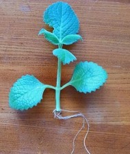 Organic Indian Ajwain / Mexican Mint rooted plug plant