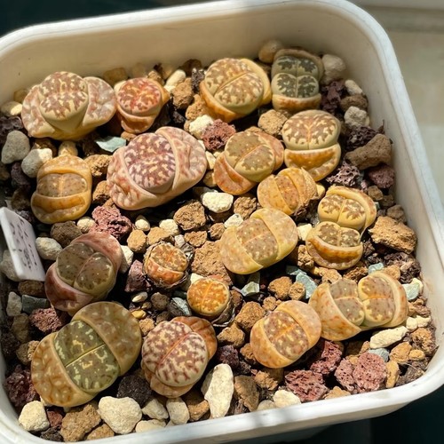 Mixed lithops dorotheae - mixed,