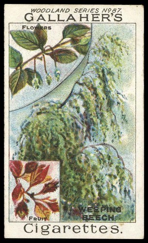 Gallaher woodland trees - -, 'woodland