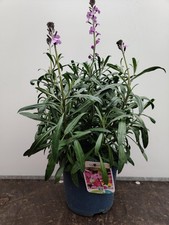 Erysimum Bowles Mauve 3L