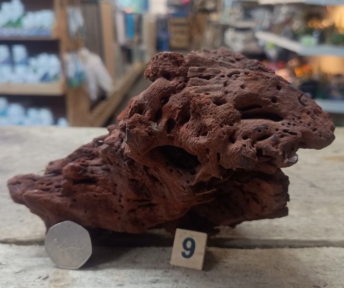 Small natural bogwood - small,