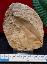 #1, AMAZING & RARE fossil leaf
