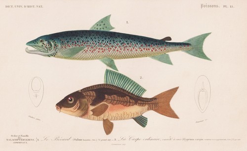 Cyprinus carpio salmo carp - cyprinus,
